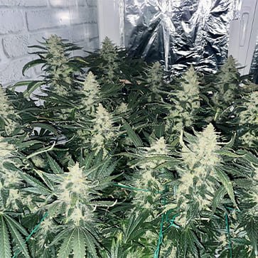 Семена конопли Blueberry Feminised Silver